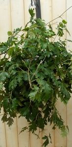 Cissus rhombifolia - Warentuin Natuurlijk