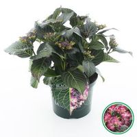 Hydrangea Macrophylla "Black Diamond® Dark Angel Purple"® schermhortensia - 30-40 cm - 1 stuks