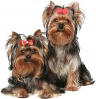 Muursticker - Honden Yorkie