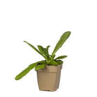 Grote kaardebol vaste plant Griffioen - Griffioen