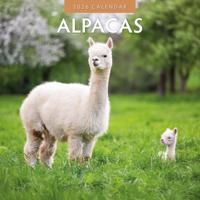 Alpaca Kalender 2026