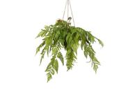 Decostar Arachniodes hangplant 49 cm groen