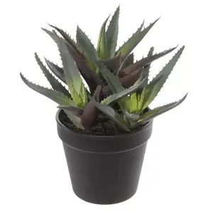 Agave in pot