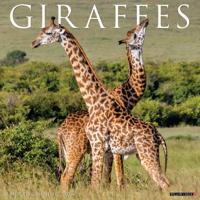 Giraffen Kalender 2026