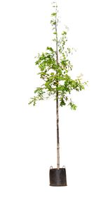 Moeraseik Quercus Palustris h 350 cm st. omtrek 12 cm - Warentuin Natuurlijk