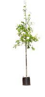 Moeraseik Quercus Palustris h 350 cm st. omtrek 12 cm - Warentuin Natuurlijk - thumbnail