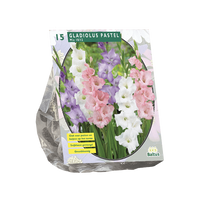 Zomer Bloembollen Gladiolus Pastel Mix per 15 - Baltus