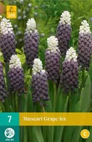 7 MUSCARI GRAPE ICE 7/8