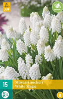 Muscari White magic - Jub