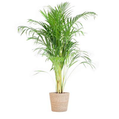 Areca Palm (Dypsis) met Sofia mand naturel - 100cm - Ø21