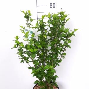 Hibiscus syriacus Totus Albus - 5 stuks