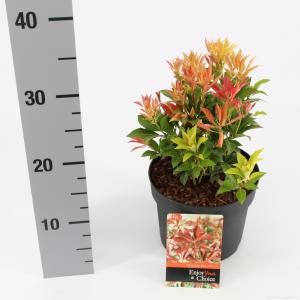 Rotsheide (Pieris Japonica “Mountain Fire”) heester - 20-25 cm (C2) - 6 stuks