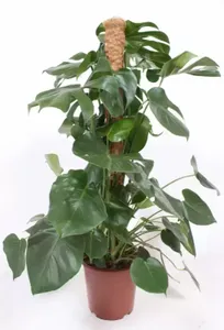 Monstera Deliciosa Mosstok