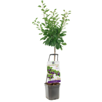 Pruimenboom Prunus dom Opal wondertree Pruimenboom Prunus dom Opal wondertree