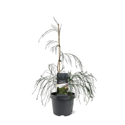 Chamaecyparis law. Drooping Solo 40-50 cm Conifeer - Warentuin natuurlijk