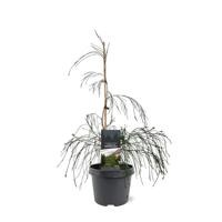 Chamaecyparis law. Drooping Solo 40-50 cm Conifeer - Warentuin natuurlijk