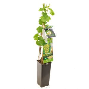 Witte druif Vitis Bianca 60 cm