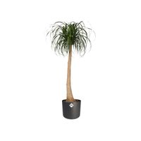 elho b.for soft round 30cm Binnen Plantenpot Vrijstaand Polypropyleen (PP) Antraciet - thumbnail