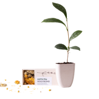 Tea break - Gold Blend thee én theeboom stekje