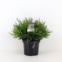 Chamaecyparis obtusa pygmaea 30 cm - Warentuin natuurlijk