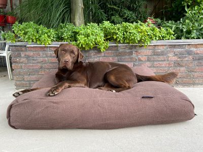 Dog's Companion® Hondenbed Copenhagen mocha
