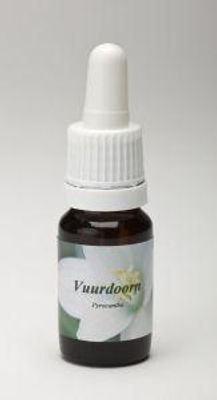 Vuurdoorn
