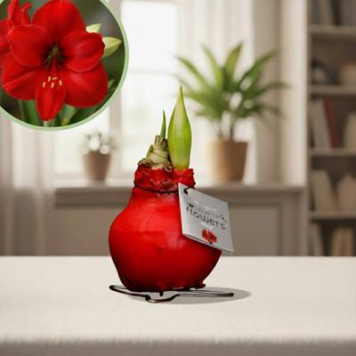 Amaryllis rood
