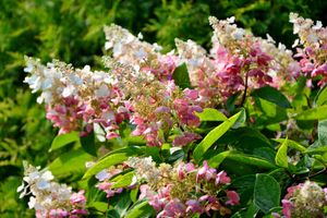 Pluimhortensia op stam