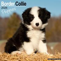 Border Collie Kalender Puppies 2026