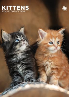 Kittens A3 Kalender 2026