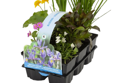 Bloeiend planten in sixpack