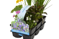 Bloeiend planten in sixpack