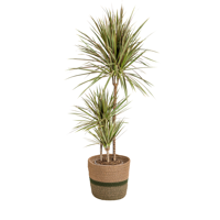 Dracaena Marginata Bicolor met mand Ø21cm - ↕110 - 130cm - thumbnail