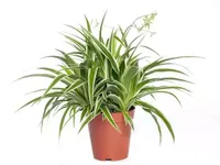 Kamerplant Chlorophytum Comosum 'Graslellie' - thumbnail