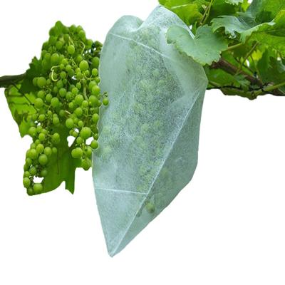 FRUITHOEZEN | 50 stuks