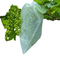 FRUITHOEZEN | 50 stuks FRUITHOEZEN | 50 stuks