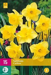 X 15 Narcissus Carlton