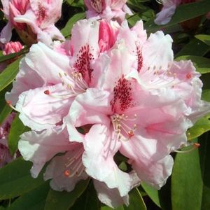 Rhododendron