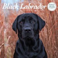Labrador Retriever Zwart Kalender 2026 Deluxe