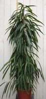Kamerplant Ficus Smal blad 160 cm - Warentuin Natuurlijk