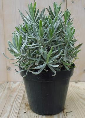 Lavendel - Warentuin natuurlijk