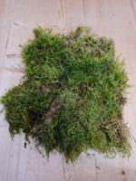 Platmos plaatmos vers in bakje/zakje mos Warentuin Natuurlijk - Warentuin natuurlijk