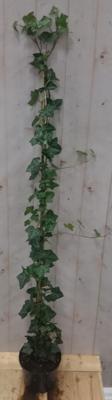 Klimop Hedrea 120 cm - Warentuin natuurlijk