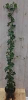 Klimop Hedrea 120 cm - Warentuin natuurlijk