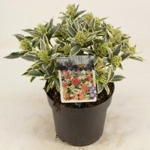 Skimmia (Skimmia Japonica “Magic Marlot”®) heester - 20-25 cm (C2) - 6 stuks