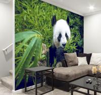 Bamboe dieren fotobehang panda
