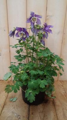 3 stuks! Akelei blauw Aquilegia Warentuin Natuurlijk - Warentuin natuurlijk