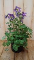 3 stuks! Akelei blauw Aquilegia Warentuin Natuurlijk - Warentuin natuurlijk