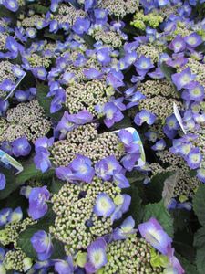 Boerenhortensia