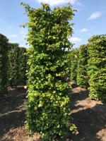 Parrotia persica vanessa 250 cm - Quickhedge